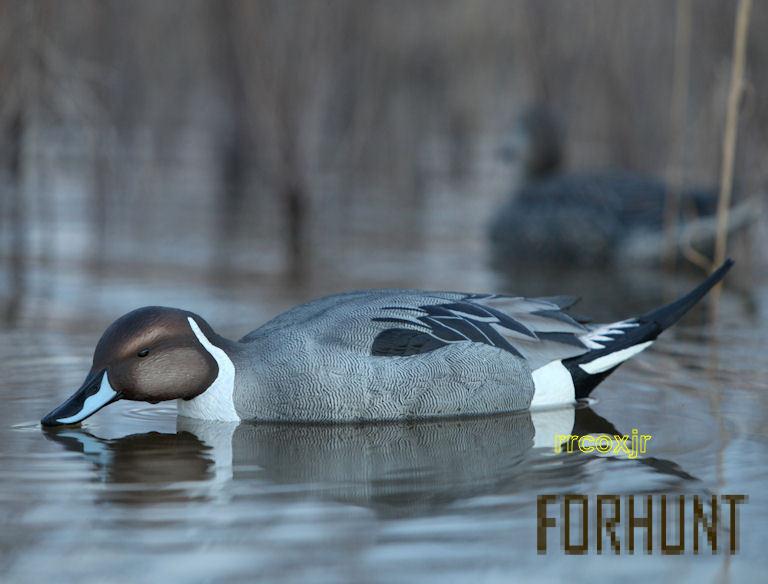 Форхант